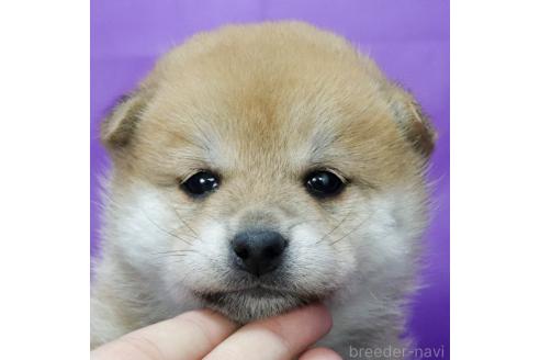成約済の愛知県の柴犬-373925の2枚目